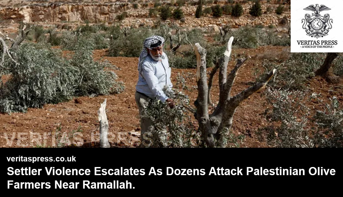 Settler Violence Escalates As Dozens Attack Palestinian Olive Farmers Near Ramallah.